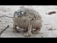 ••►A COISINHA MAIS ENGRAÇADA DO MUNDO◄•• Um curioso sapo-de-chuva