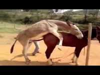 acasalamento de animais -- animais engraçados 14 -- engraçado acasalamento dos animais