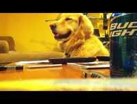 Cachorro ouvindo um Som