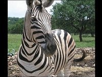 Sons de animais para crianças