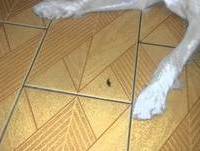 Bunny vs inseto fedorento...(ñ é barata!)