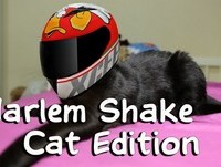 Harlem Shake ( Cat Edition, Animal) Brazil