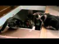 Videos Engraçados de  Animais 2013