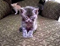 Os gatos mais engraçados caindo de sono (Funny Cats)