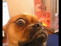 Animais loucos e, engraçados!