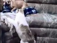 Cachorro que late não morde!!!Pra chorar de rir