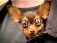 Os Animais Mais Engraçados Da Net