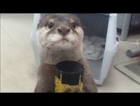 BEST FUNNY ANIMALS COMPILATION (2013 - 2014)