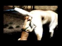 FUNNY ANIMALS / ANIMALES GRACIOSOS