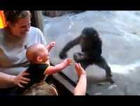 Videos engraçados de animais Macaco querendo entrar no carro de qualquer jeito