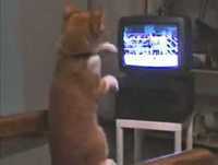 Videos engraçados - Gato lutador de MMA