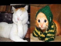 15 Minutos de Gatos Engraçados Para Morrer de Rir - Epic Funny Cats 15 Minutes