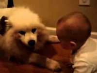 Bebê se racha de rir com o cachorro