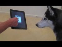 cachorro cantando e muito bem