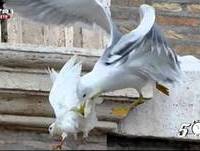 Direito de Antena "Pomba Branca!" - Nuno Markl - 5 Para a Meia Noite