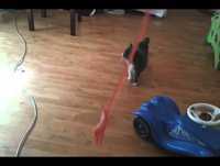 Lejondask vs majsan och fingal-humor