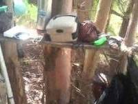 Novas traquitanas do mato