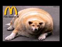 Os Cachorros Mais Engraçados Do MUNDO