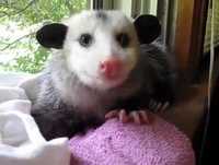 Videos engraçados de animais 2012