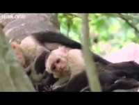 Videos Engraçados - Dublagem perfeitas de animais [ ENGRAÇADO ]