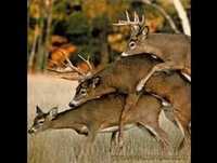 Animais engraçados 2