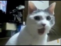 Animais Engraçados!