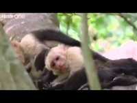 Animais mais engraçados do mundo Redublagem