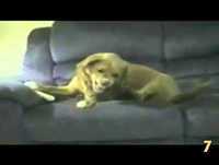 Os 10 animais mais engraçados da internet 2013