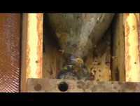 Abelha Jatai Mirim - Show Rural 2010