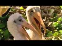 Animais Engraçados Dublados em Português Hilarious British Animal Voiceovers)