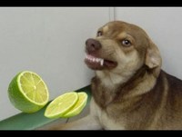 Cachorro rindo após cheirar limão