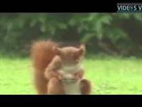 ESQUILO BRASILEIRO MOSTRA PARA A ESPANHA COMO SE FAZ