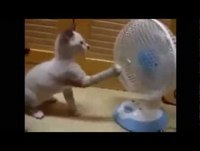 Melhores videos engraçados 2013 e 2014 - Gatos e Cachorros engraçados Videos Cassetadas e Pegadinhas