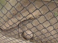 O engraçado tatu-bola