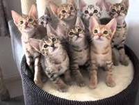 Os Animais Mais Engraçados Do Mundo 2013 HD