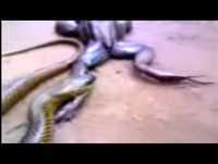 sapo lutador de jiujitsu videos engraçados