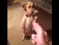 SUPER ENGRAÇADO !! Cão Levando Tiro no Peito 2013