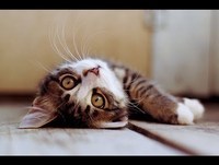 VIDEOS ENGRAÇADOS - ANIMAIS ENGRAÇADOS FINGINDO DE MORTO - HAMSTER, GATO, CACHORRO