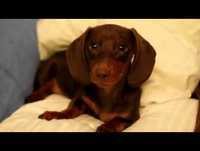 Videos engraçados de animais