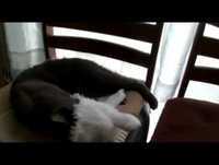 Disfarce do gato. Vídeo Engraçado