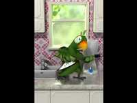 Papagaio Rockeiro ! Videos engraçados para rir