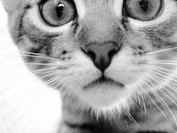 Funny Videos | Funny Cats Fails | Funny Vines Videos | Cool Cute Funny Videos #8