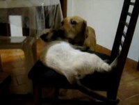 Animais Engraçados - Fiona Pegando Pulga em Pc Siqueira