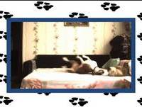 Cachorro engraçado  ! Videos engraçados para rir