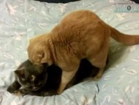 ELA AVISOU QUE ESTAVA COM DOR DE CABEÇA