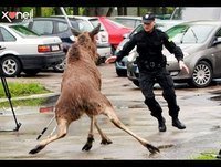 Videos Para RIR e MUITO :) ((Sustos))