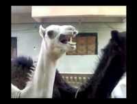 Camelo mais engraçado do mundo!