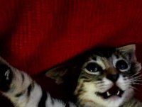 Gato que parece um Gremlins""