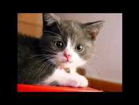 Gatos divertidos! ¡NUEVO!