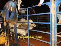 Rodeio, a crueldade revelada